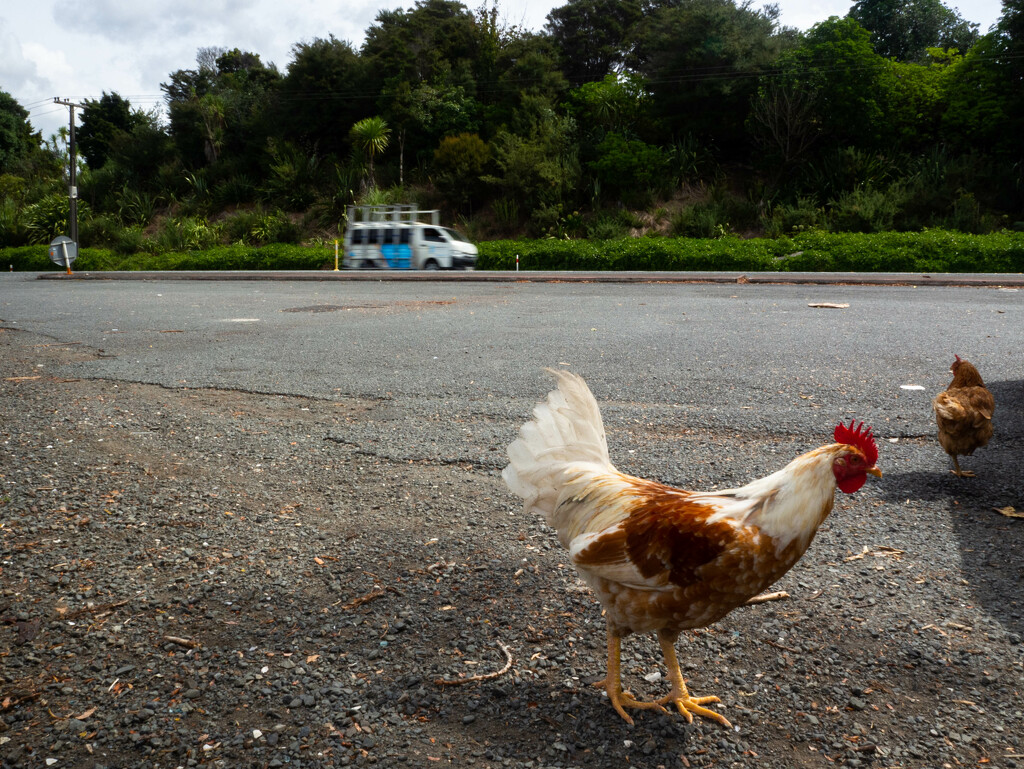 Why did the chicken cross the road? by christinav