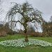 Snowdrops at Threave Gardens  by samcat