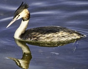 1st Mar 2022 - Great Crested Grebe