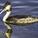 Great Crested Grebe by tonygig