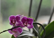 1st Mar 2022 - One of my orchids 