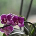 One of my orchids  by rosiekind