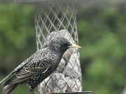 1st Mar 2022 - One of the starlings 