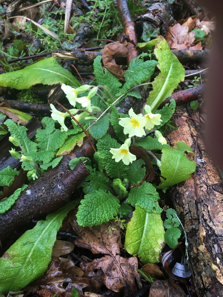 First wild primroses of the year by 365anne