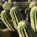 Creeping Devil Cactus by mamabec