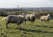 1st Mar 2022 - Three Sheep