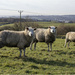 Three Sheep by pcoulson