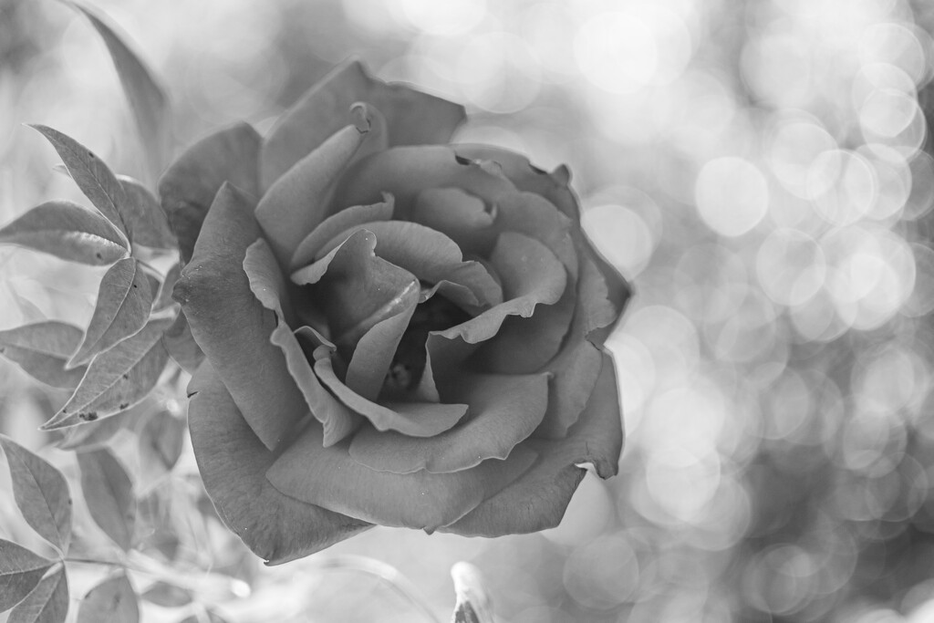 Red rose in B&W... by thewatersphotos