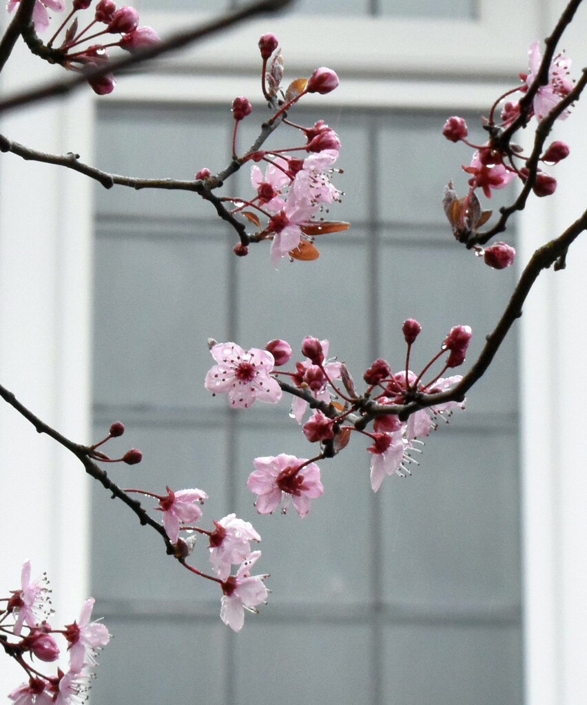 The Spring blossom outside my window by anitaw