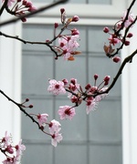 1st Mar 2022 - The Spring blossom outside my window
