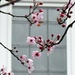 The Spring blossom outside my window by anitaw