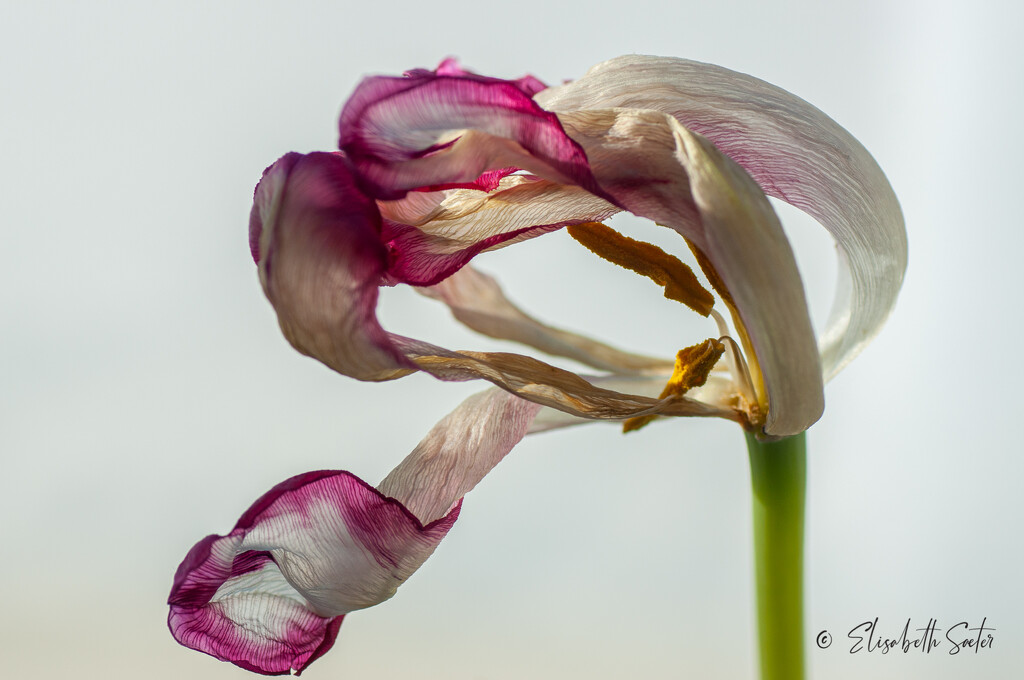 Another withered tulip by elisasaeter