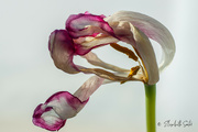 1st Mar 2022 - Another withered tulip