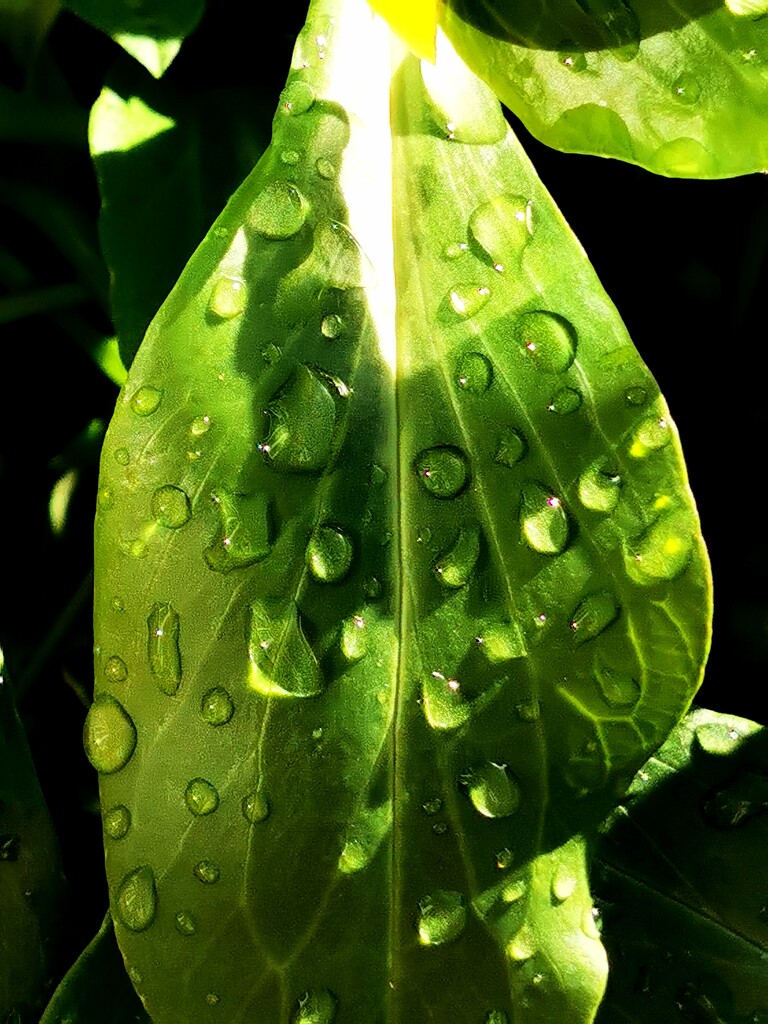 Dew on a leaf. by plainjaneandnononsense