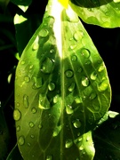 1st Mar 2022 - Dew on a leaf.