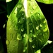 Dew on a leaf. by plainjaneandnononsense