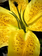 2nd Mar 2022 - Yellow lily