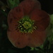 Hellebore by night by speedwell