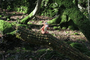 1st Mar 2022 - intervening in some art in a wood