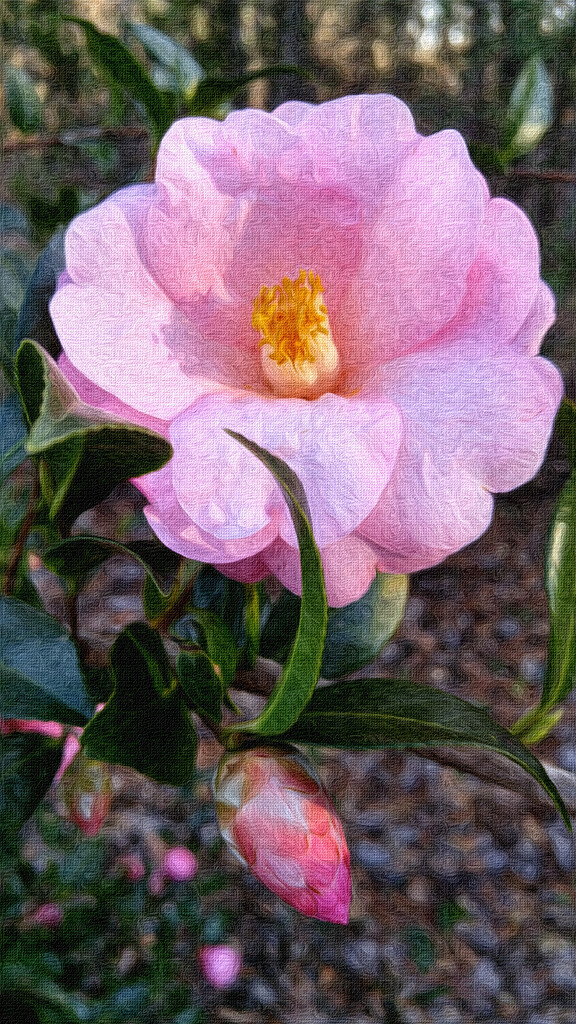 Painted camellia... by marlboromaam