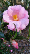 2nd Mar 2022 - Painted camellia...