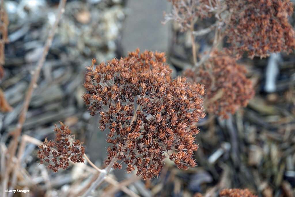dried flower by larrysphotos