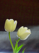 1st Mar 2022 - Tulips