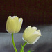 Tulips by joansmor