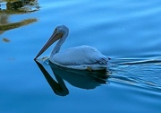 1st Mar 2022 - A Pelican Passing By