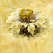 Yellow flower by yorkshirekiwi