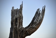 1st Mar 2022 - Petrified Saguaro Cactus