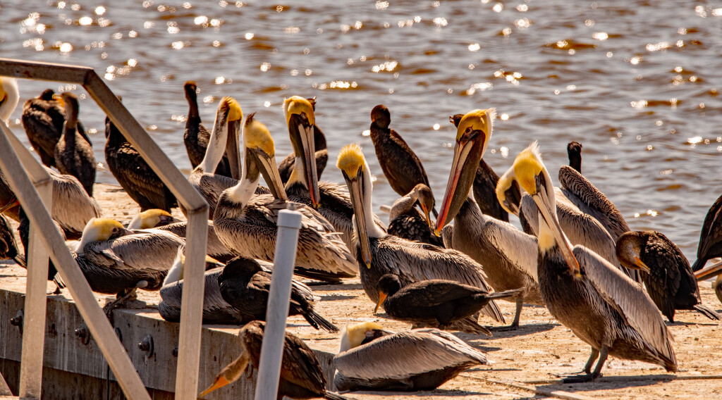 Pelicans and Cormorants! by rickster549