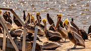 1st Mar 2022 - Pelicans and Cormorants!