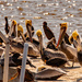 Pelicans and Cormorants! by rickster549