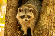 1st Mar 2022 - Rocky Raccoon Coming Down Out of the Tree!