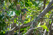 1st Mar 2022 - Another Boat-billed Heron 