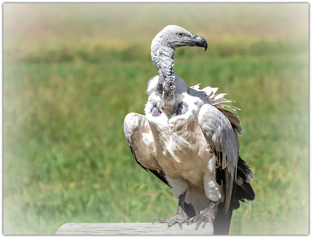 Cape Vulture  by ludwigsdiana