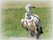 2nd Mar 2022 - Cape Vulture 