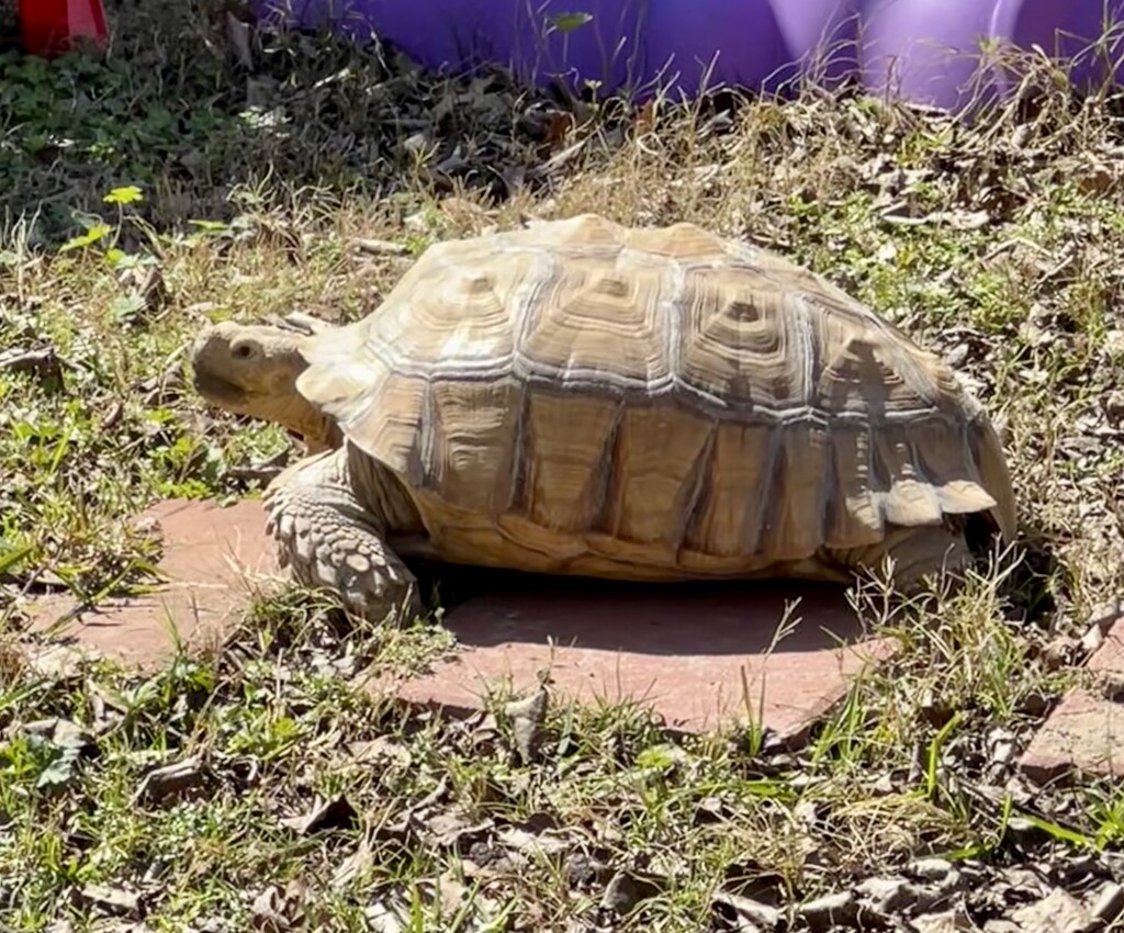 Latte enjoying the sun.  by nicoleratley