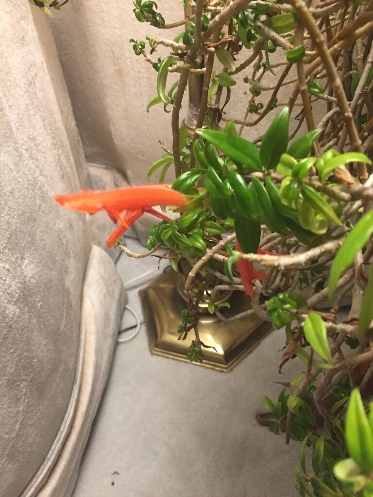 Dad's goldfish plant has some blooms by kchuk