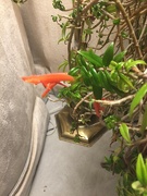 1st Mar 2022 - Dad's goldfish plant has some blooms
