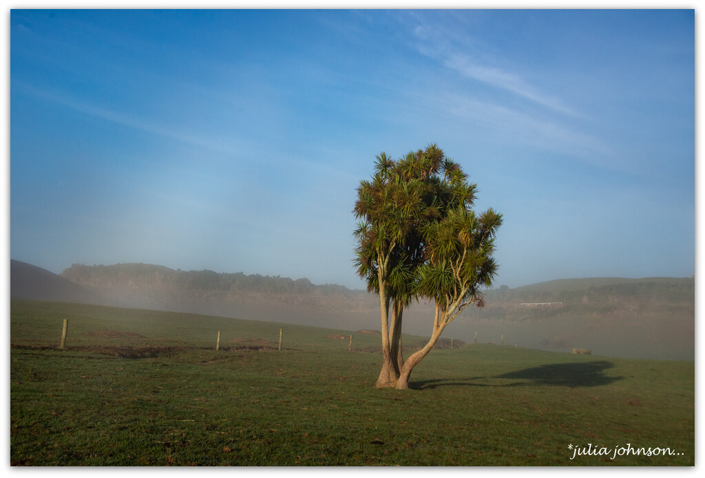 Cabbage Tree in the Mist.. by julzmaioro