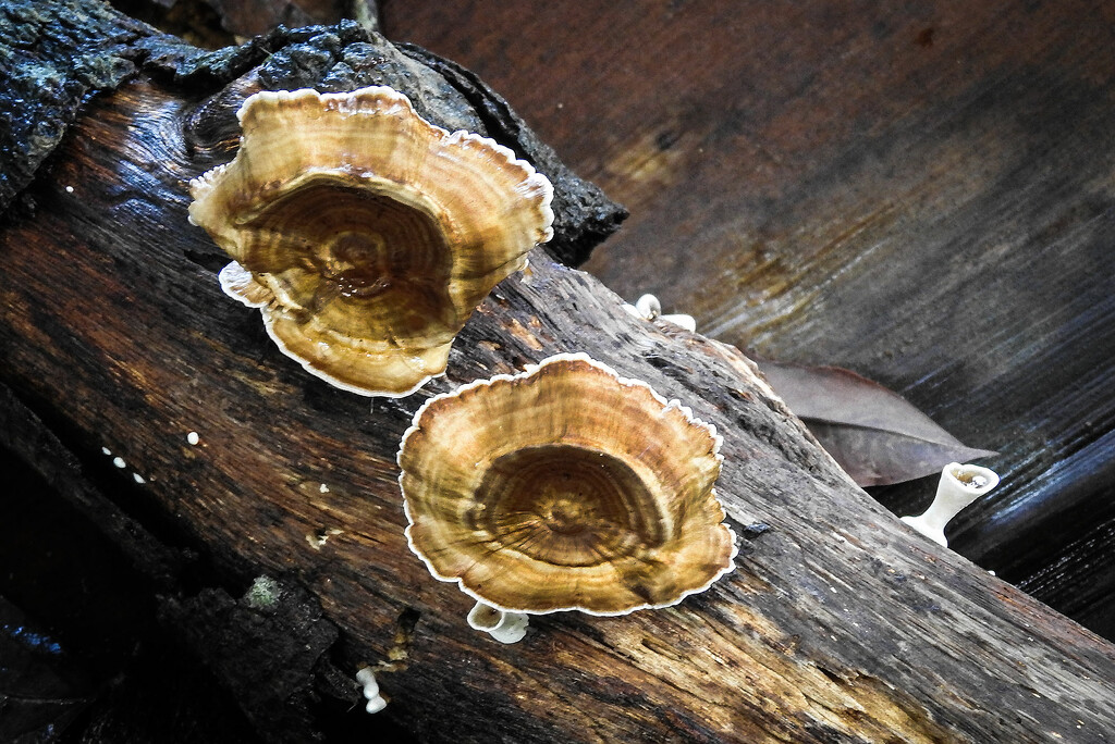Fungi: More fungi by jeneurell
