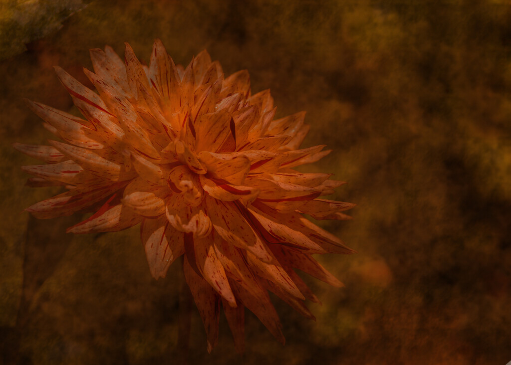 Orange Flower by nickspicsnz