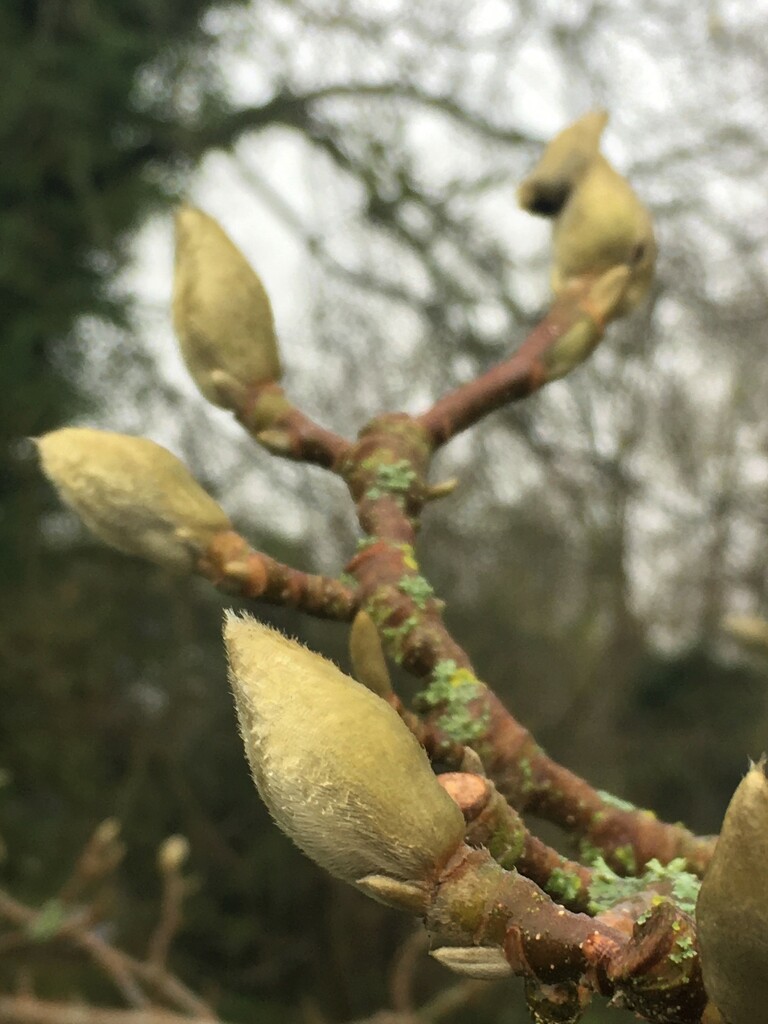 Magnolia buds by 365anne