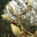 Magnolia buds by 365anne