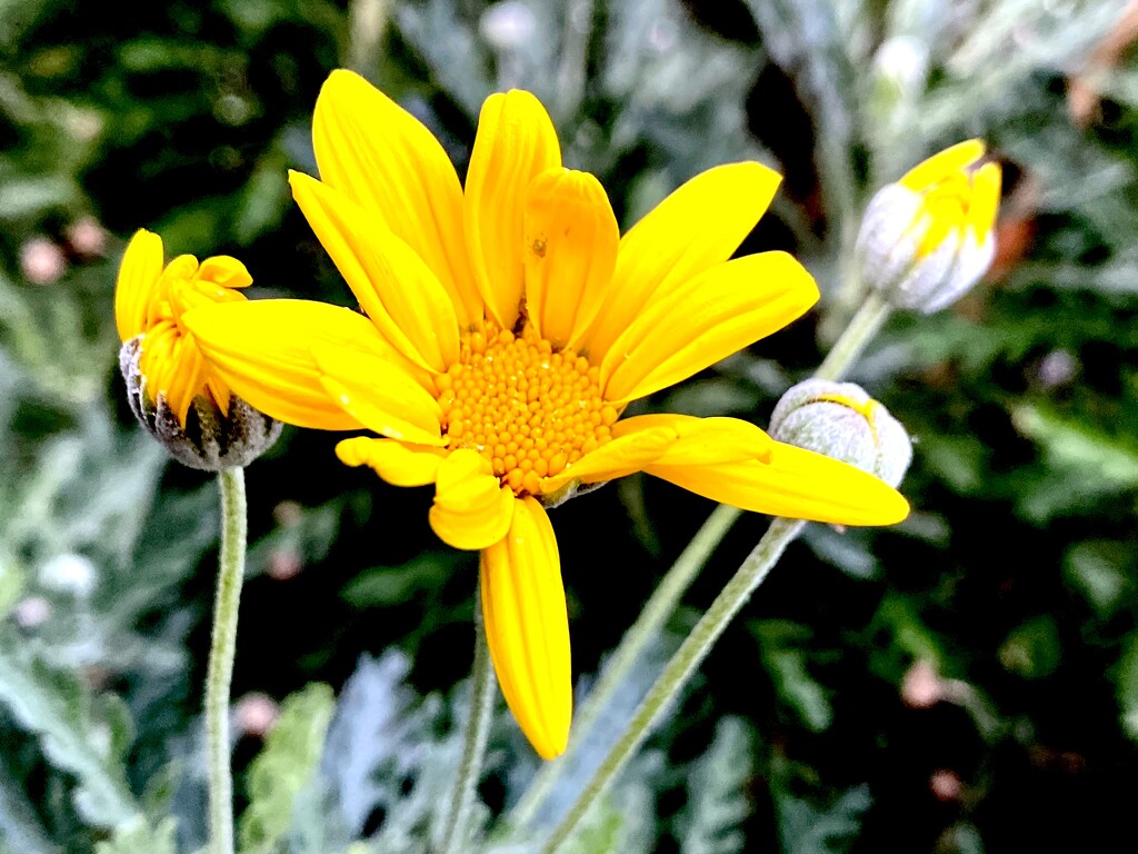 A yellow flower by rensala