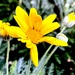 A yellow flower by rensala