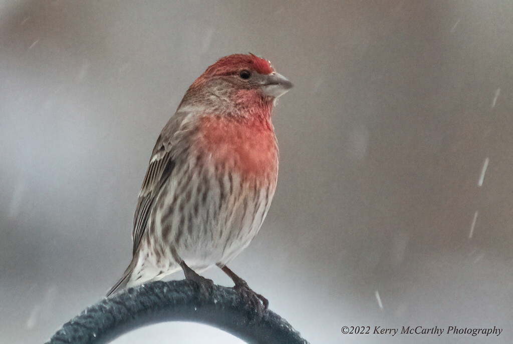 Finch in the sleet by mccarth1