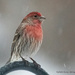 Finch in the sleet by mccarth1